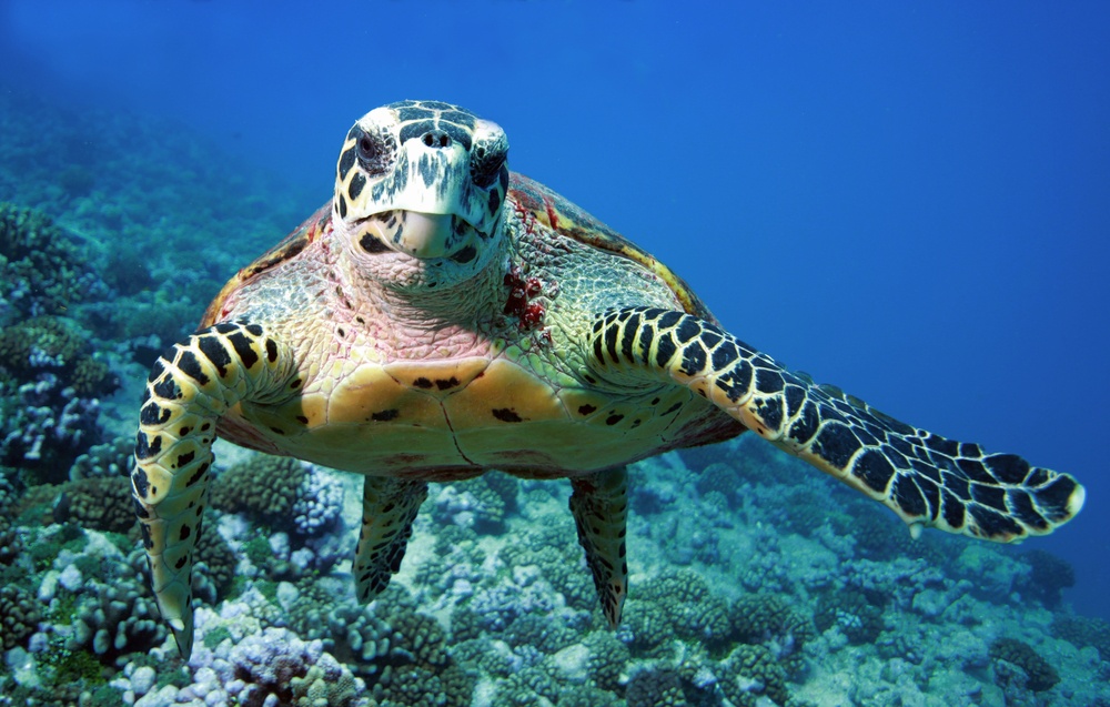 Pesquisador descobre comunicação secreta de tartarugas e outros animais